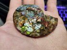 Complete Ammolite Gemstone Fossil From Canada - Unique Treasure Talisman Healing