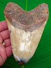 5 35    Megalodon Shark Tooth Real Fossil Xl Red Orange Colored - No Restorations