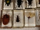 Lot Of 50 Insect Bugs flowers etc In Acrylic Resin Blocks 1   x1 5   