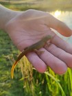 Eastern Newt  8 Total  -  notophthalmus Viridescens  Aquarium Pond Pets Unsexed