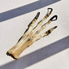 Real Fox Paw Skeleton - Taxidermy Specimens Curio Bones For Diy Art Collectibles
