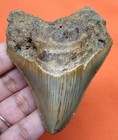 Megalodon Shark Tooth - Real Fossil - 3 02 - Shark Teeth - No Restorations