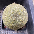 Pseudolithos Migiurtinus Succulent Cactus  Garden Flowering Plants 4 5-5cm