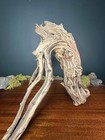 16    Manzanita Driftwood Branch  Aquarium  Terrarium  Aquascape  home Decor