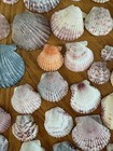 Large Mixed Scallop Shells Lot Bulk Natural Seashells Craft Beach Decor Colorful