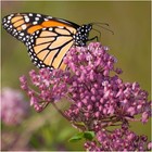 Open Pollinated Assortment Milkweed Seed Packet  6 Ct 