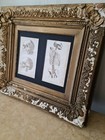 Pair Of Rare Antique Georgian  1825  Anatomical Engravings In  Gilt Gesso Frame