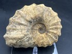 Rare 5 5    Texas Fossil Woodbine Ammonite conlinoceras Tarrantense  Nice Sutures