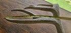 Whitetail Deer Antlers Sheds