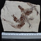 Ginsburgia Operta - Mass Mortality 6 Specimens - Great Color - Fossils Lebanon