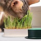 Cat Grass Planting Box Plant Growing Kit Hydroponic Soil-free Sprout Germination