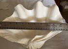 Huge Specimen Natural Giant Clam Shell Beautiful 10 5    X 7    Tridacna Gigas 