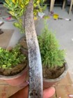 Antique Old Hand Forged Wooden Hilt Handle W  Iron Blade Butcher Knife Dagger