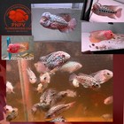 Kamfa Flowerhorn Fish   Pack Of 5 Baby Kamfa Fry -live Aquarium-buy 3 Get 1 Free