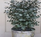 Eucalyptus Seeds - Silver Drop