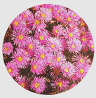 Vtg 1973 Springbok Mini Jigsaw Puzzle Ice-pink Daisies Naturescapes 7  Round