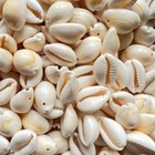 50x Small Bulk Cut Sea Shell White Cowrie Cowry Beads Beach Jewelry Diy Gift