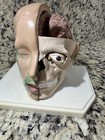 Anatomical Head Brain Skull Science Model Painted Cabinet Of Curiosities Medical