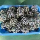 Set Of 20 Glass Fishing Float Buoy Ball Vintage Japanese Glass Beads New Fs