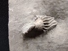 Claw In Fossil Crinoid  Crawfordsville  In