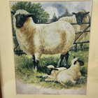 Vintage Print  in Pleasant Pastures  Sheep Ewe Lambs Wood Frame Farmhouse Decor