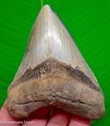 Megalodon Shark Tooth 4 12    Real Fossil No Restorations Sharks Teeth