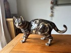 Rare Vintage Winstanley Size 8 Standing Tabby Cat Signed 25cm X 43 Cm