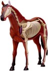 4d Vision Horse Skeleton Anatomy Model With 26 Detachable Pieces Teaching Model