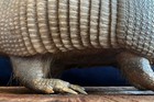 Vintage Taxidermy - Armadillo Mounted On Base  Curiosity Cabinet 25    Long