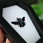 Taxidermy Blue Carpenter Bee In Coffin Framed Real Insect Bug Halloween Decor