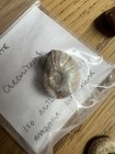 Ammonite Fossil   Fossils Collection Shells Job Lot Of 9 Items
