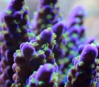 Live Coral Garf Bonsai Acropora Sps Coral 2    Frag Reef Tank