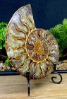 Large Super High Quality 416 Million Year Old Ammonite Madagascan Crystal Fossil