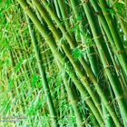 Green Bamboo Poles 1-3 Inches Round   8-16 Ft Length Fresh Cut  And Cured