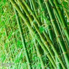 Green Bamboo Poles 3 Inches Round   8ft Length Fresh Cut 3 To A Pack