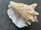 Large Natural Queen Conch Shell 9    Long Pink Beige Rare Find