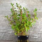 Ludwigia Arcuata  needle Leaf  Live Aquarium Plants  buy 1 Get 1 At 50  
