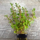 Ludwigia Arcuata  needle Leaf  Live Aquarium Plants  buy 1 Get 1 At 50  Potted