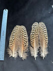 Peacock Secondary Feathers For Kori Bustard Substitute