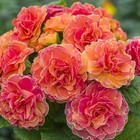 302 Mixed Perennial Primrose Seeds For Planting-fragrant Double Primula 