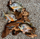 Bluegill Replica Driftwood Scene  Rustic Decor  Lodge Decor  Bluegill 2d Scene