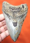 Megalodon Shark Tooth - Real Shark Teeth Fossil Meg - 4 11  No Restorations