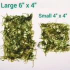 Large Java Moss Mat Live Aquarium Plant Shrimp Fry Breeding Aquascape Moss