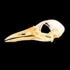 Waterhen Bird Skull Amaurornis Phoenicurus  Specimen Craft Oddity Real Bone Gift
