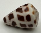 Conus Ebraeus Hebrew Cone 22 43mm Chocolate Brown Pattern Collector Shell