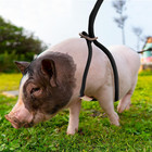 Mini Pig Harness   Leash  Adjustable 8 Feet Long Rope For Small To Medium Pet