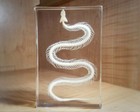 Large Snake Skeleton In Resin  Animal Skeletons  Oddities  Hypsiscopus Plumbea