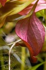 Ludwigia Repens Live Aquarium Plant 10  Stems Mixed Sizes Submerged Grown Red