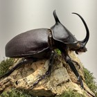 Eupatorus Birmanicus Rabbit Ear Rhinoceros Beetle Mounted Real Insect Taxidermy
