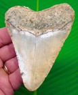 4 08   Megalodon Shark Tooth  Real Fossil North Carolina  Usa - No Restoration